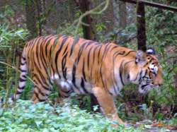 <h3>A Royal Bengal Tiger at the Darjeeling Zoo</h3>
