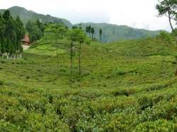 <h3>Happy Valley Tea Garden near Darjeeling town</h3>

